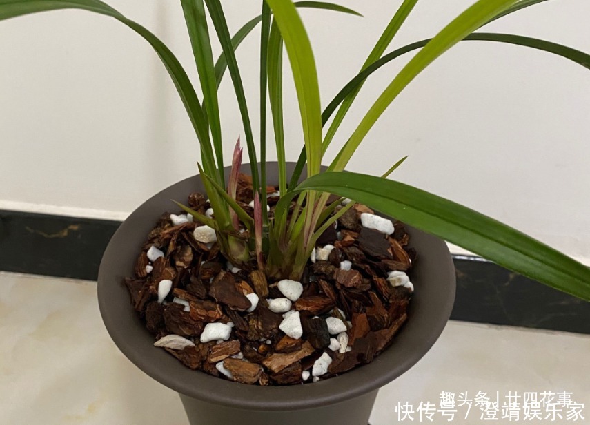 网购兰花服盆难,关键在于上盆前,简单4步服盆快,不僵苗发芽多