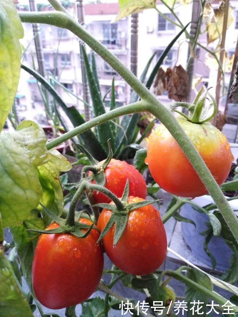 常吃4种蔬菜,能改善便秘状况,比吃药还管用