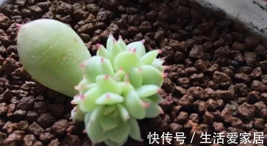 秋天多肉进入生长快车道，教你5个小技巧，快速爆崽长势旺