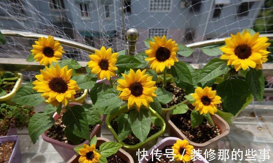 养花|夏季养花,记住8个字,轻松度夏,枝叶翠绿健壮生长