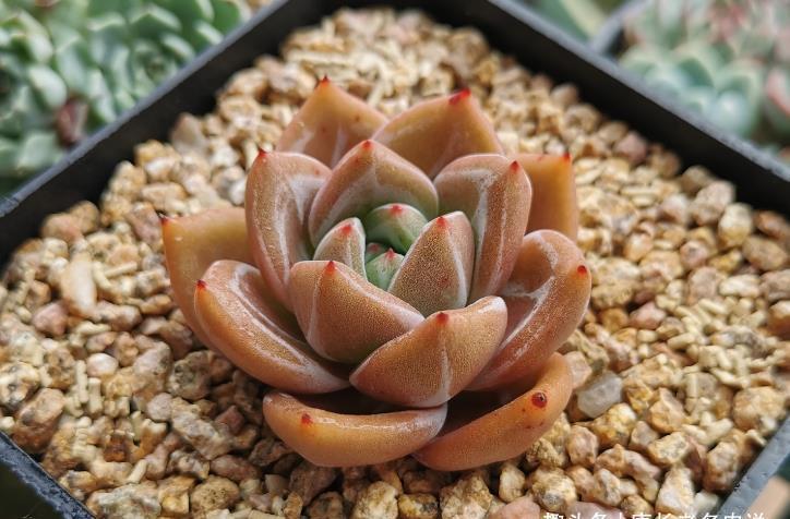 小巧|别人养的多肉小巧可爱,你养的多肉却是傻大个,主要原因在这里