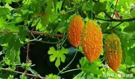 横扫|一个2味药的经典配方,心痛、胸痛、胃痛、腹痛,横扫全身各种痛