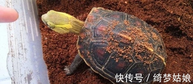 国龟&两种国龟的悲歌——古时的山泽常客到现今的附录稀客