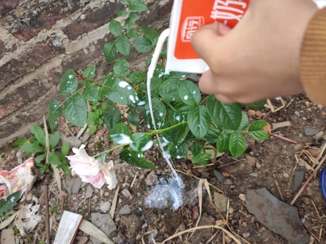 给花浇水要小心,5种水不能浇,浇完立马就黄叶!