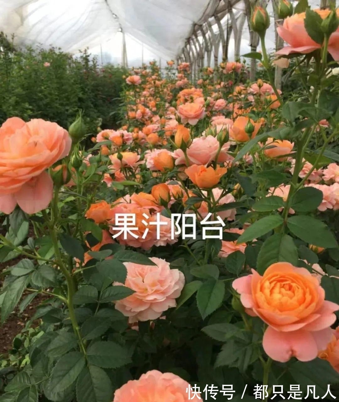 火焰状|“寿命长”的10种花,寓意好,格调高,老人见了眉开眼笑!