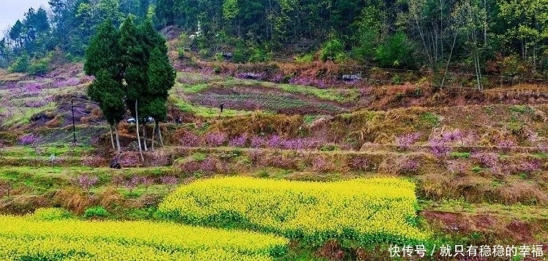 中国宣汉：春风十里，三月花海艳巴山