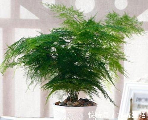 龟背竹|家里养花选它,好养又好看,空气更清新,是盆栽佳品