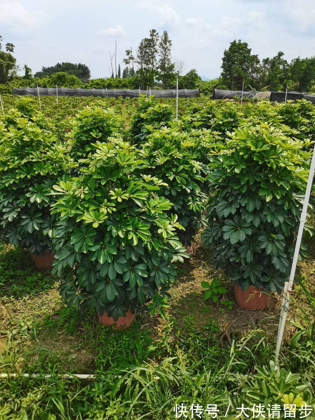 “人养花三年,花养人一生!”家居盆花100种,总有几款你喜欢