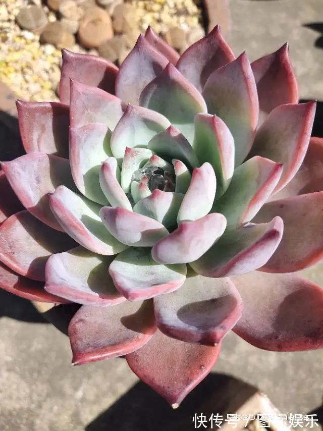 遇见,是一生!遇见多肉,是我的余生和全部!