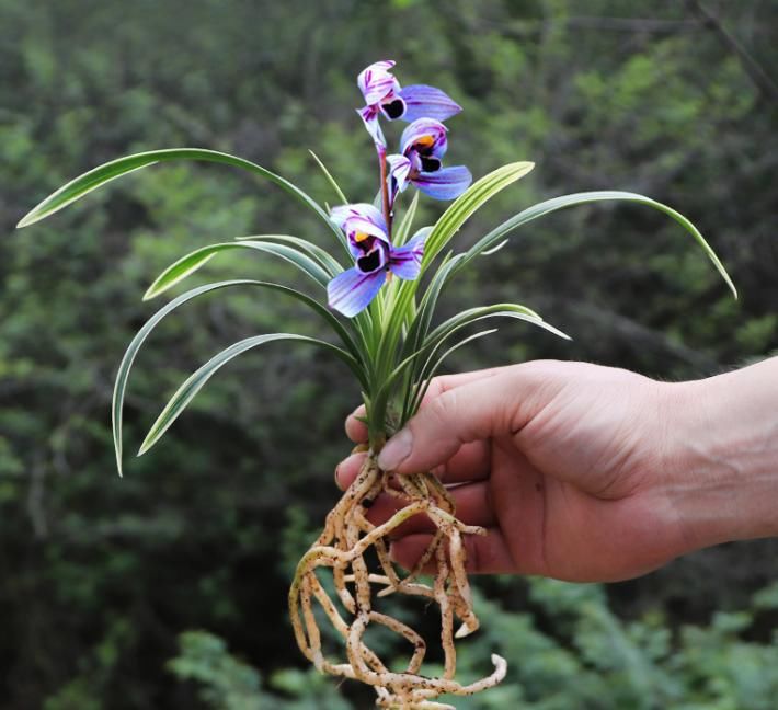  梦幻|花色非常梦幻的兰花，香气浓郁，花型优美，是不可多得的建兰名品