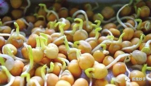 黄豆|发芽的蔬菜能不能吃？这4种蔬菜发芽后不仅没毒，反而营养更足
