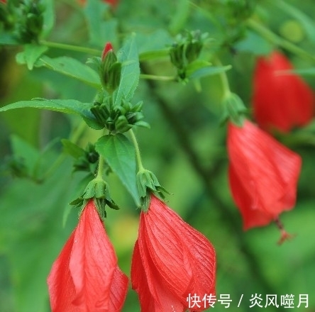 这几种盆栽遇土就活,虫病不染,懂花人都在养,花开满园