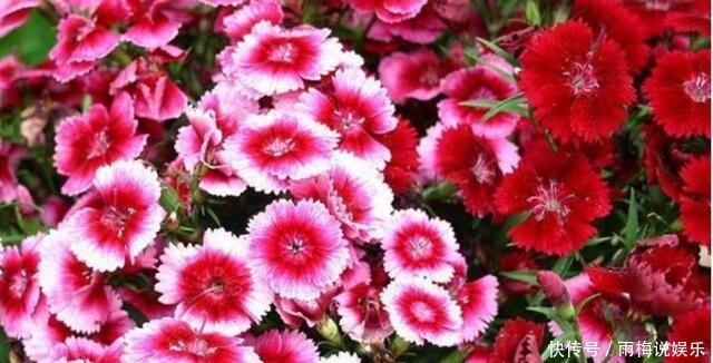  雍容华贵|5种花好养易活开花漂亮，丢盆里猛长，雍容华贵