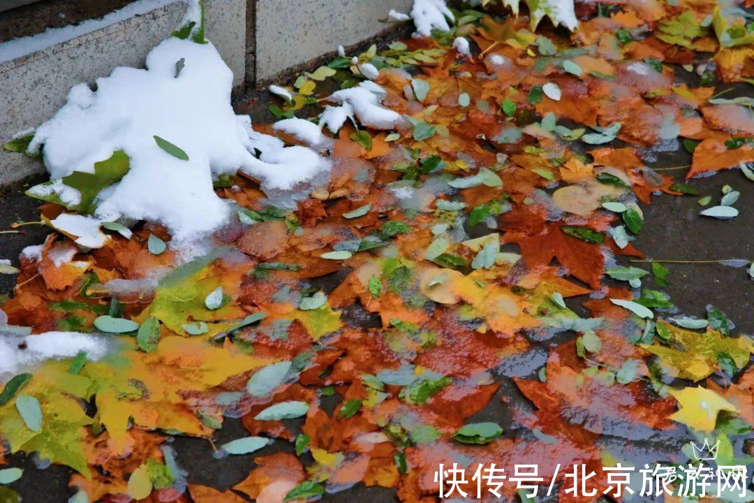 白雪世界|雪色与秋色荟萃出自然之美！