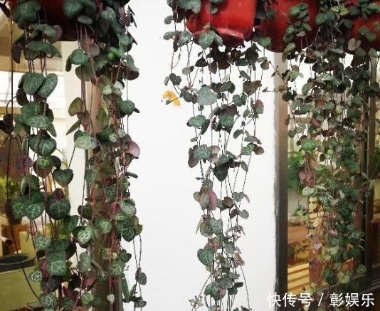 6种花适合吊起来养,挂在窗前,比窗帘还好看