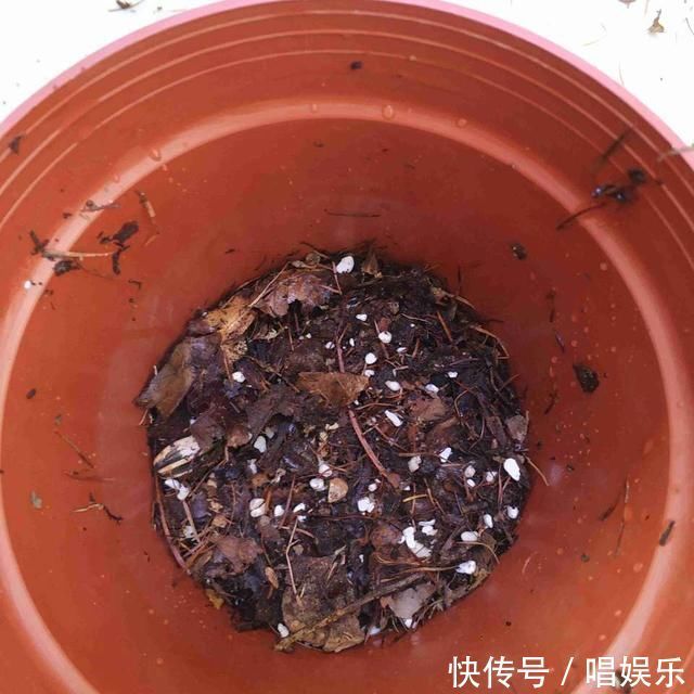 1盆君子兰，春天一处理“变10盆”，家里阳台摆满了