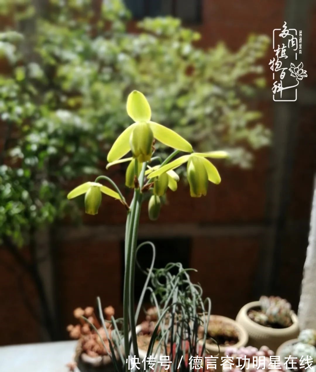 最美四月天,去杨姐的屋顶花园,赴一场花约!