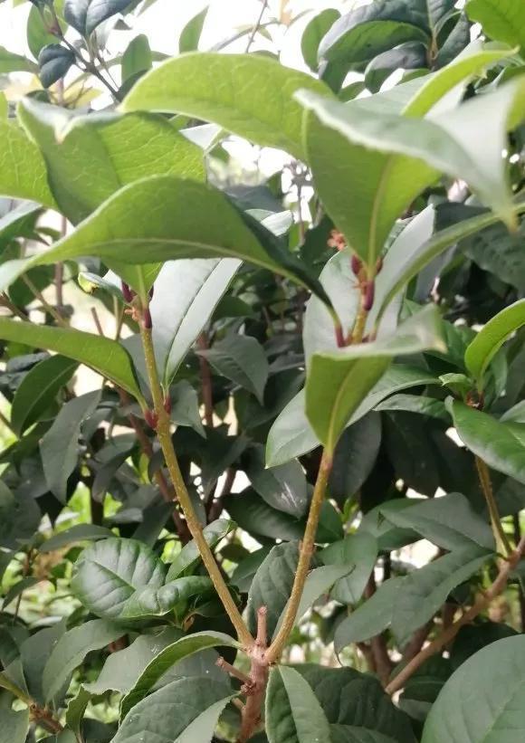 生根|天热了就插4种花，生根快长势好，一插一大盆