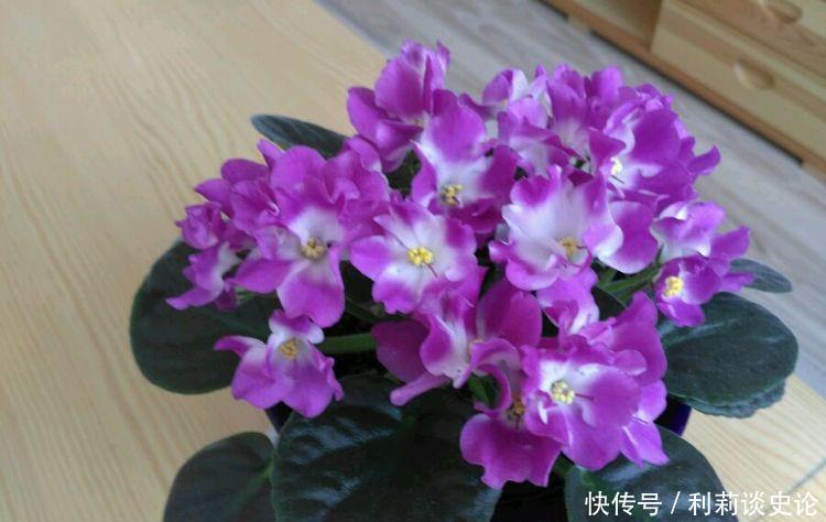 开花最香的4种花,家里养一盆,满屋飘香,比绿萝好养