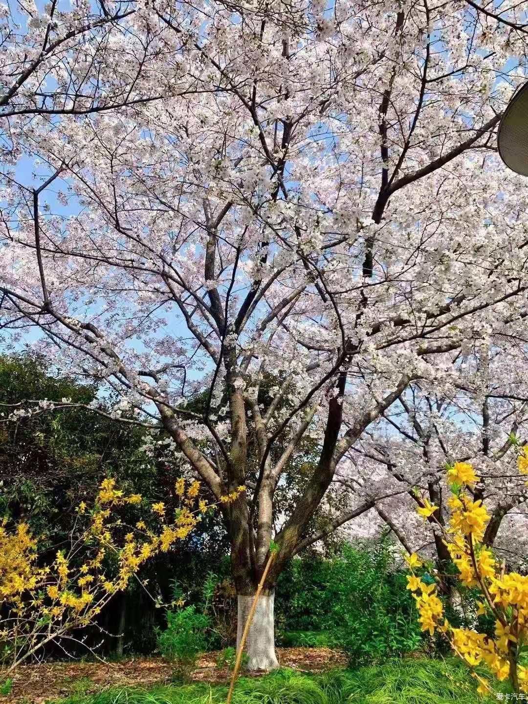 樱花飘散，朝开夕凋