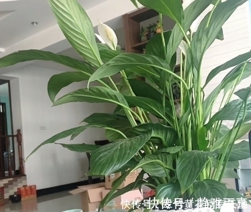 蹭蹭|这三种垃圾千万不要扔，用来养花有大作用，养啥都能蹭蹭长不停