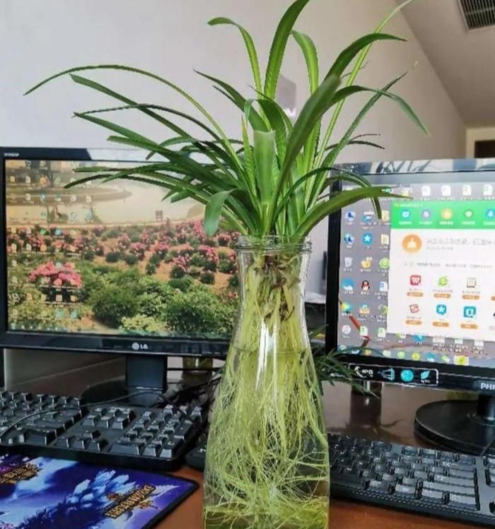 树根|5种花不用土,掰一块木板子来养花,跟着养护专家学起来!