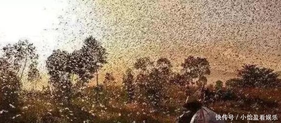 古代蝗虫成灾,为什么百姓不食蝗虫度灾?没法吃,也不敢吃