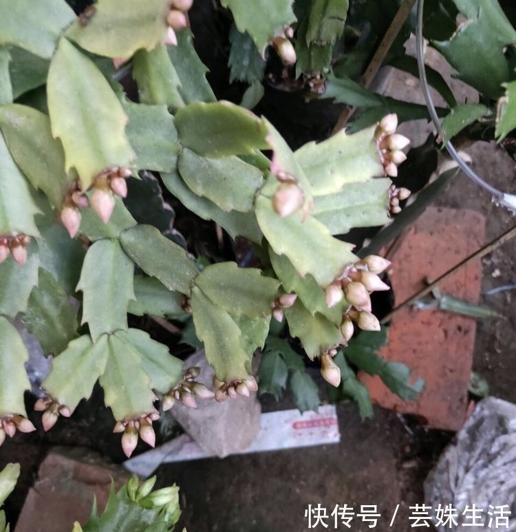 她养的蟹爪兰，1个枝条冒出4个花苞，记住3个“要诀”，四季茂盛