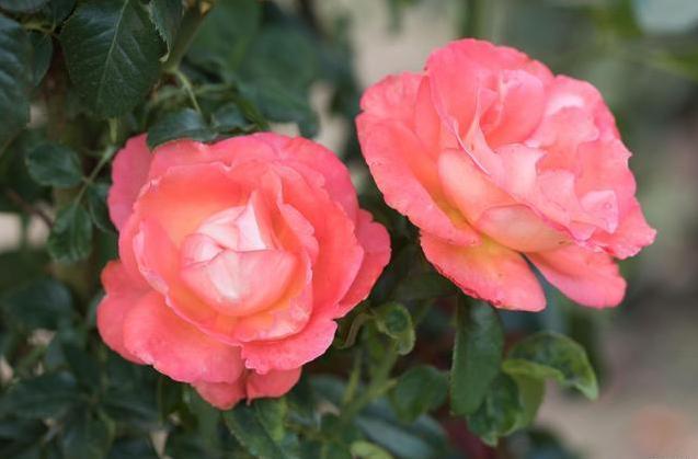 养月季，牢记“4要素”，花苞不停冒，夏季也能开爆盆