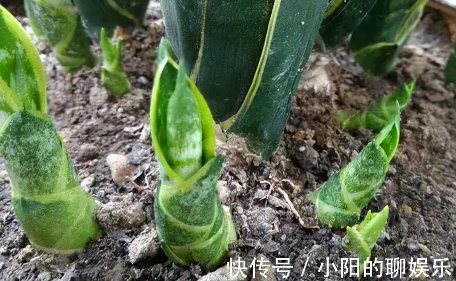 2年虎皮兰不长芽，3种刺激液体一浇，3周长一堆小尖芽