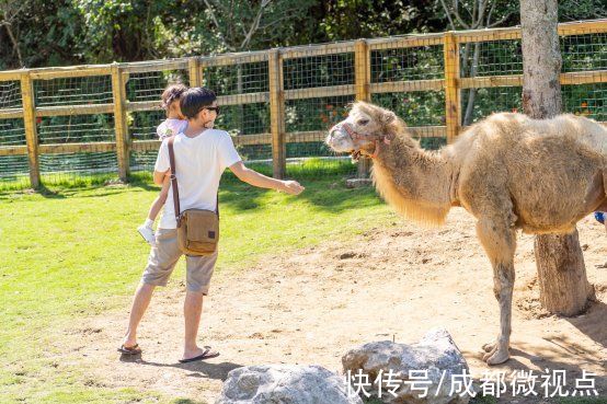 小姐姐|向日葵、汉服秀、露营......剑门关景区和双旗美村又叒火了