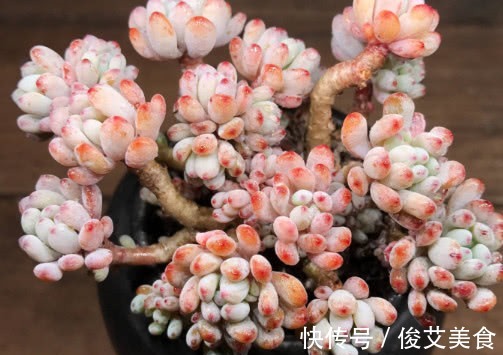 多肉蓝豆怎么养更漂亮教你3个盆栽的小妙招,养出最美的蓝豆