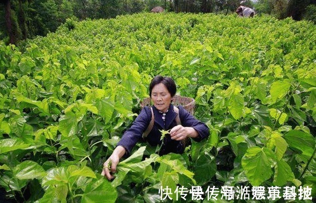 血液粘稠|农村一种树叶“专克”血稠,取几片泡水喝,血液粘稠如粥也不怕