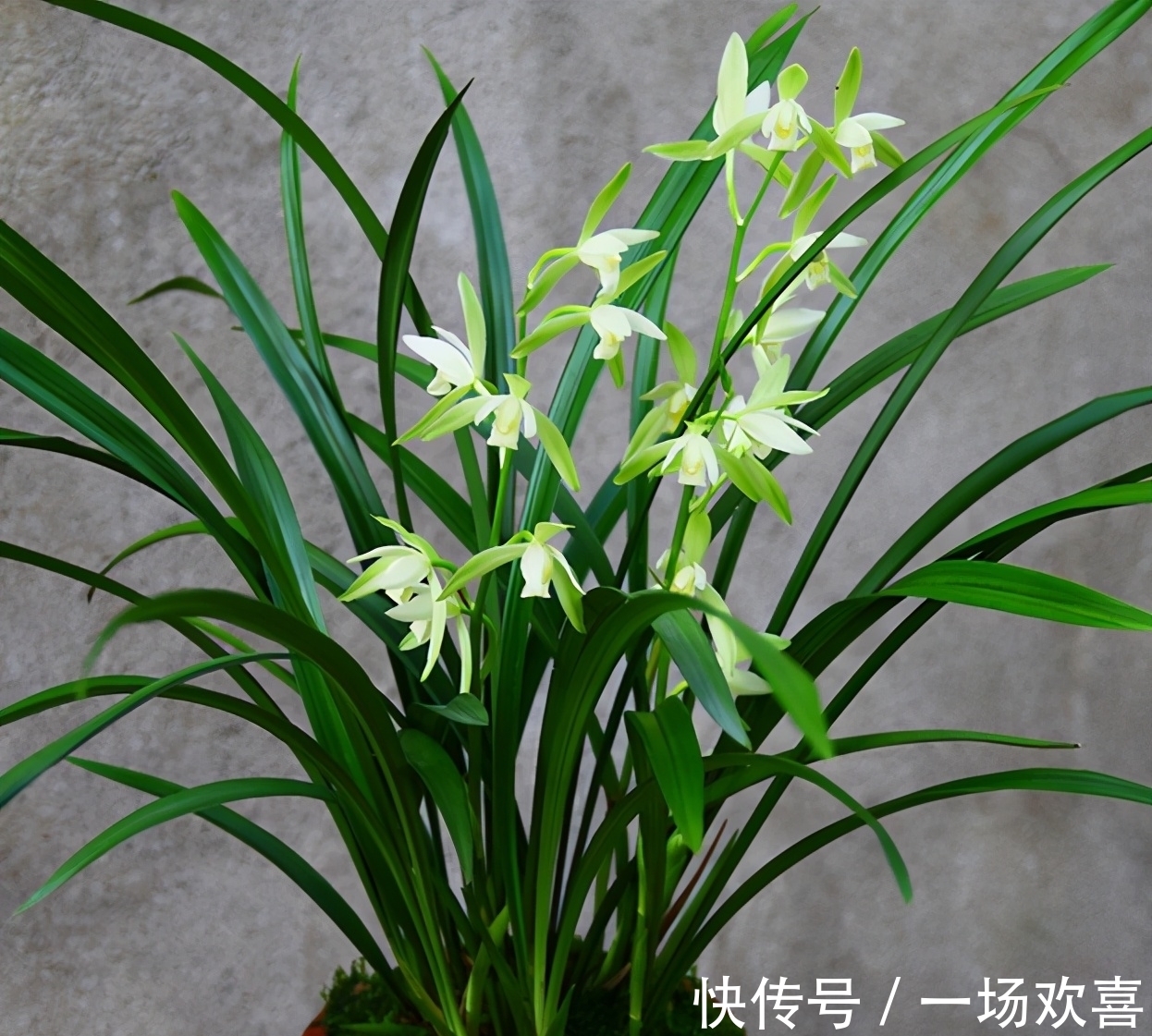 此兰花价格便宜,但性价比很高,香味扑鼻还好养,每年可开花4次