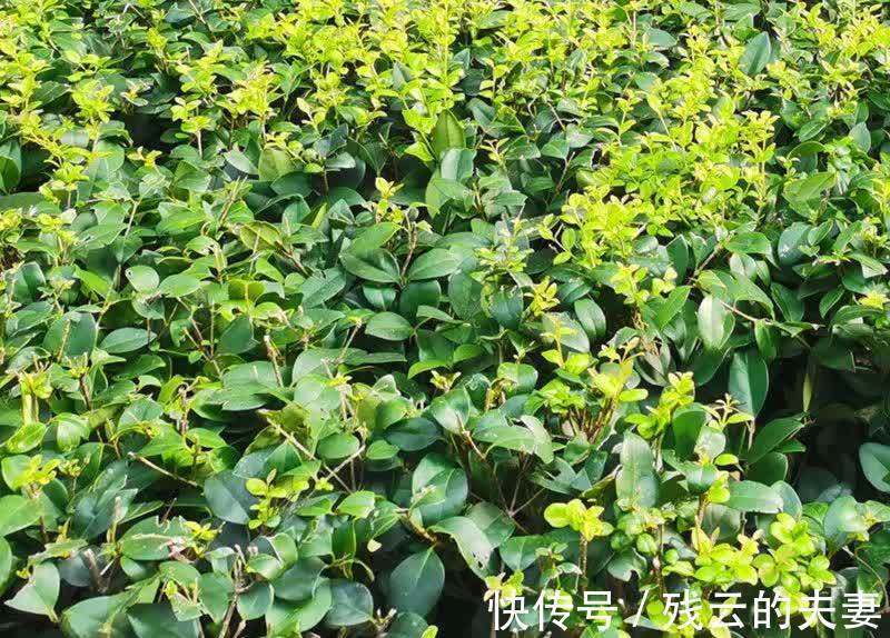 入睡|你晚上有辗转反侧失眠难入睡的经历吗？