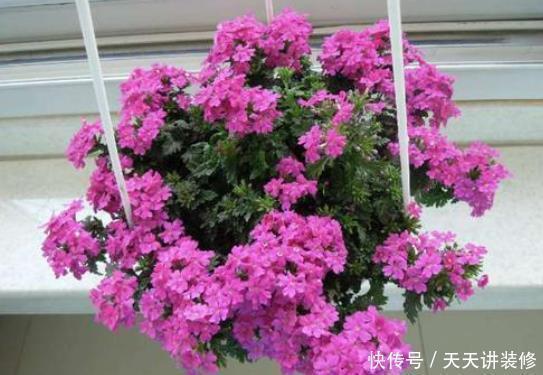 冬季给花浇水,4种“夺命水”不要浇,室内易伤根,养一盆死一盆