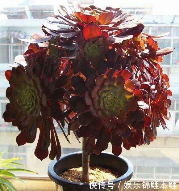 早春养黑法师,4个要点做1做,养成漂亮紫莲花