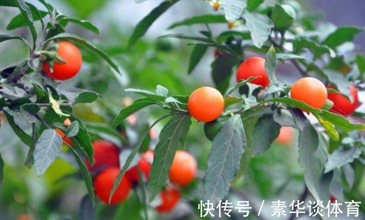 家养3种花，旺家又旺财，福气满满，红红火火送吉祥！