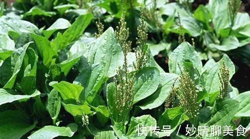 消炎|男人要养护前列腺，5种食物要多吃，保护“前列腺”炎症不来扰