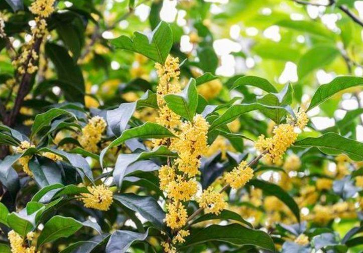 富贵子|养花就养这几款，全年开花不停，花姿妖娆，繁花似锦，姿色艳丽