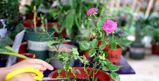 养分|月季花开花越来越少？教你这样做，新芽笋芽一起长，秋天花量翻倍