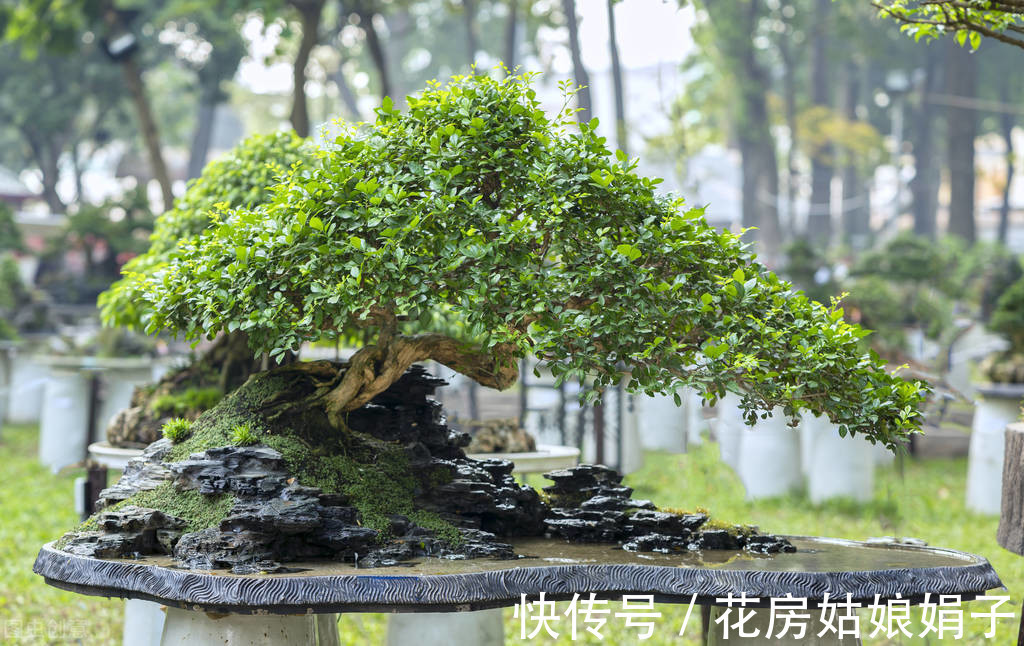 娟子|喜欢下雨天的 8种花，下雨扔外面，越淋雨生长越旺盛，开花越多