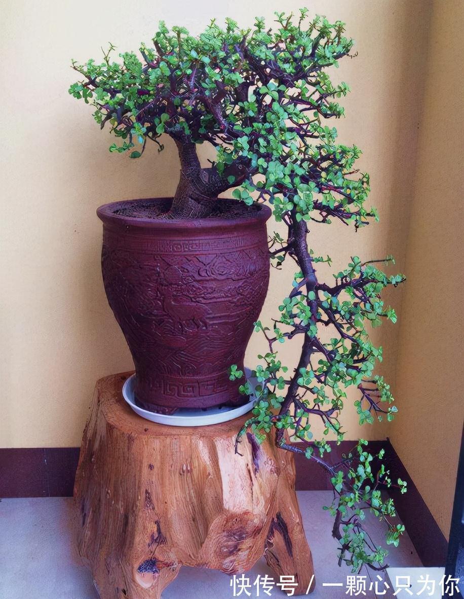 公认好养的5种花,能活一百年,开花吉利带仙气,越养越值钱