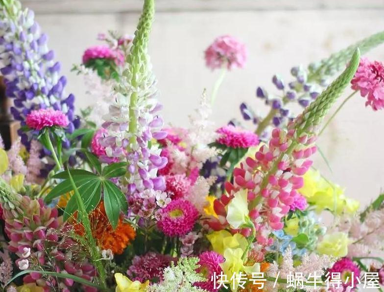 植株|花园不能没有它，鲁冰花一开成一片，五彩缤纷煞是好看