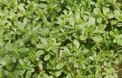 食用油|末伏到，别忘吃它，“8月的长寿菜”，脆嫩爽口，应季而食身体棒