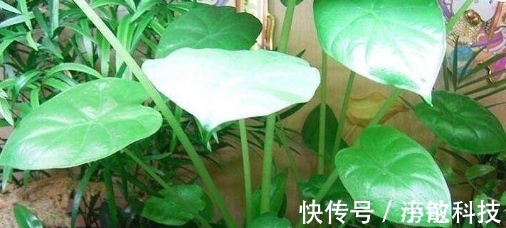 植物|农村此野菜,营养价值高,还能消肿止痛、清热解毒,遇见请珍惜