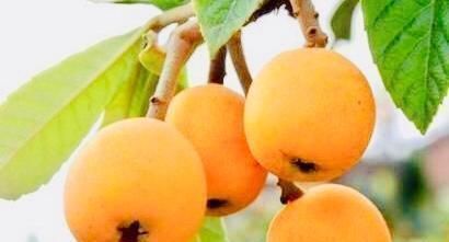 火龙果|人到中年想长寿,推荐吃3种食物,排毒瘦身,降压减脂,不容错过