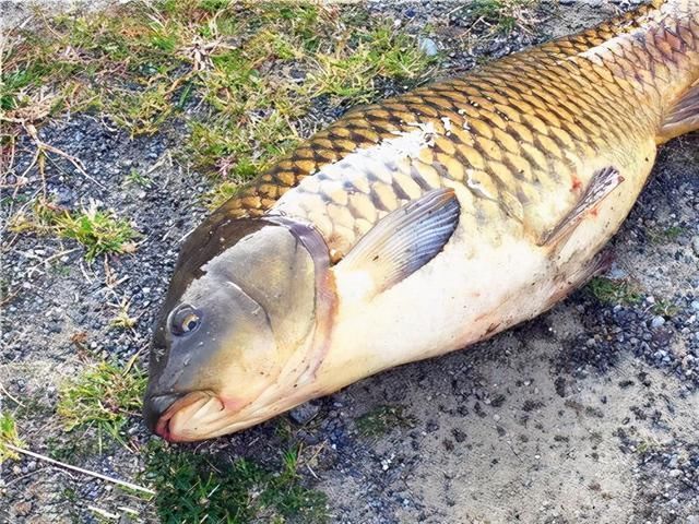 饵料|用这些自制窝料野钓鲤鱼,虽然制作繁琐,但发窝效果着实不错