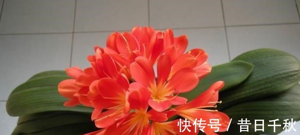 爷爷养君子兰，把“它”垫在盆底，冒出“6个花苞”，叶片油绿！