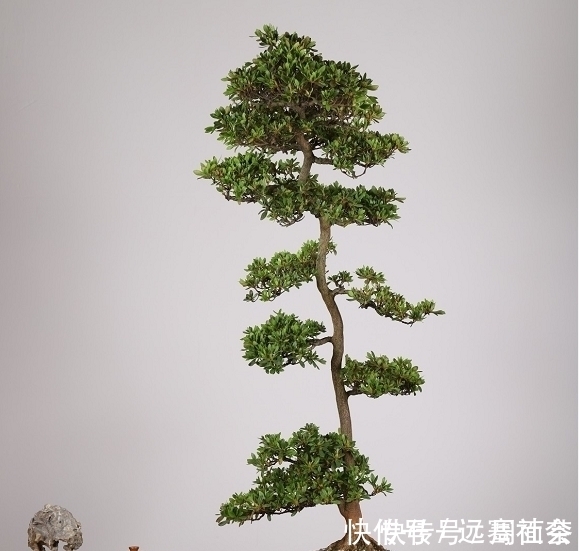 园艺|中国盆景欣赏，园艺大师经过几十年的精心打理，感受盆景独特的美